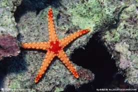 深海海星
