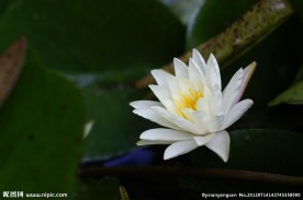 莲花 睡莲