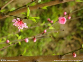 盛开 桃花