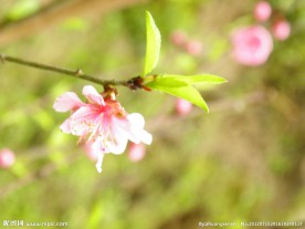 桃花绿意