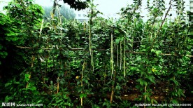 我家的菜地