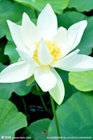 白莲传说