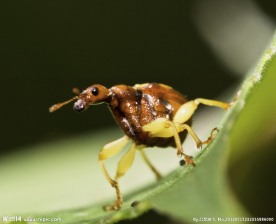 翅首以待的甲虫
