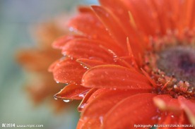 非洲菊