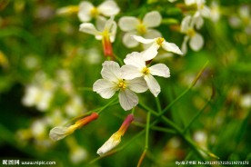 白色油菜花