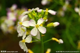 白色油菜花