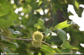 枫香树果