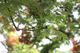 阳光 树枝