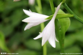 小白花