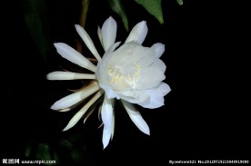 昙花