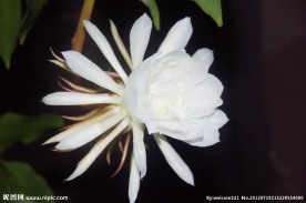 昙花