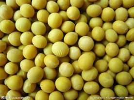 黄豆