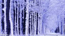冬日雪树