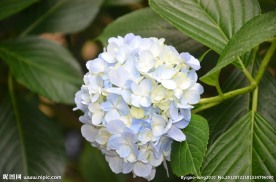 八仙花