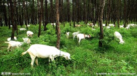松林的羊群