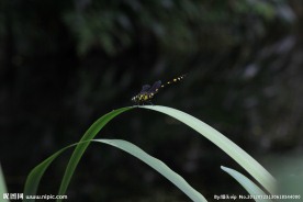 蜻蜓