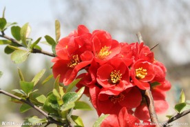 红梅花开