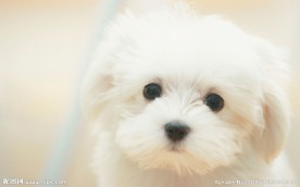 小狗