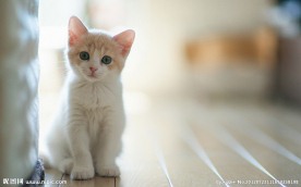猫咪