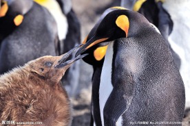 南极企鹅