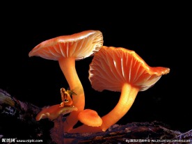梦幻蘑菇