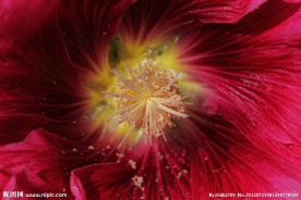 花蕊