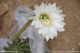 仙人球花
