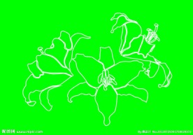 百合花 矢量图