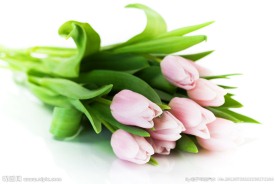 郁金香花束