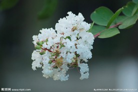 一簇白花
