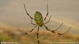 蜘蛛