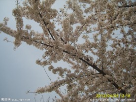 樱花满树