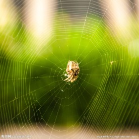 蜘蛛网