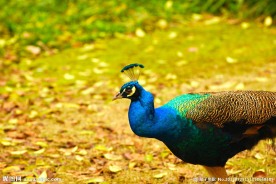 蓝孔雀