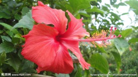 扶桑花