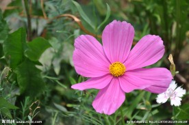格桑花