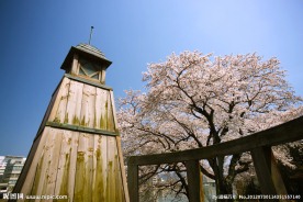 樱花树