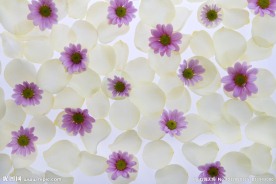 花瓣