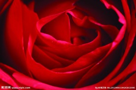 红玫瑰