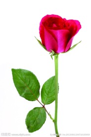 红玫瑰