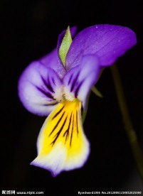 花朵花瓣