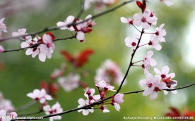 梅花