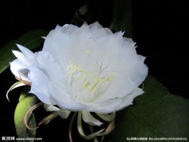 昙花