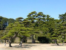 松树