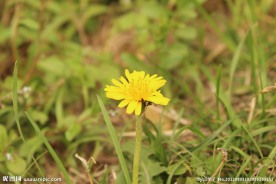 黄花