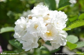 蔷薇花