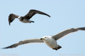 海鸥