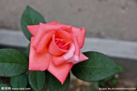 月季花