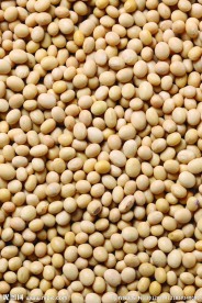 黄豆