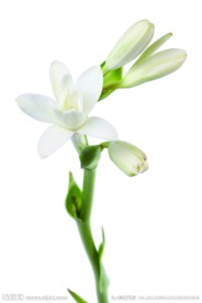 小苍兰